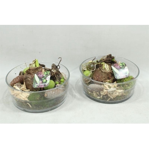 arr4 Amaryllis MBD55 - glas cilinder laag