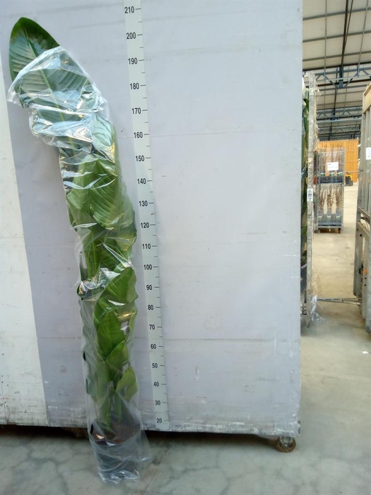 <h4>Strelitzia nicolai</h4>