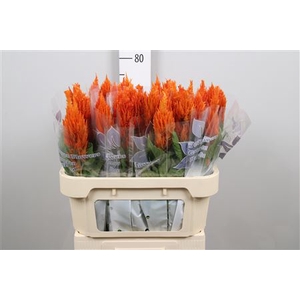 Cel P Sunday Orange