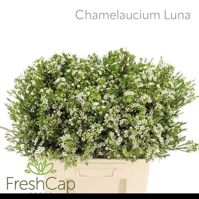 <h4>CHAME UN LUNA</h4>