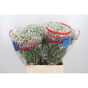 Gyps Pa Beauty Bride