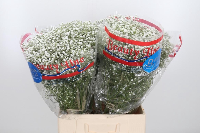 <h4>Gyps Pa Beauty Bride</h4>