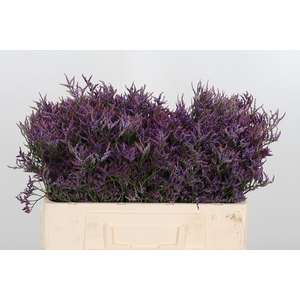 Lim Safora Dark Blue