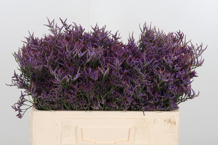 <h4>Lim Safora Dark Blue</h4>