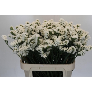 Limonium sinuatum Olga White