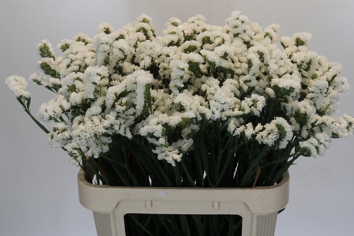 Limonium sinuatum Olga White