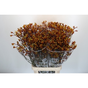 Anigozanthos Gold Fever