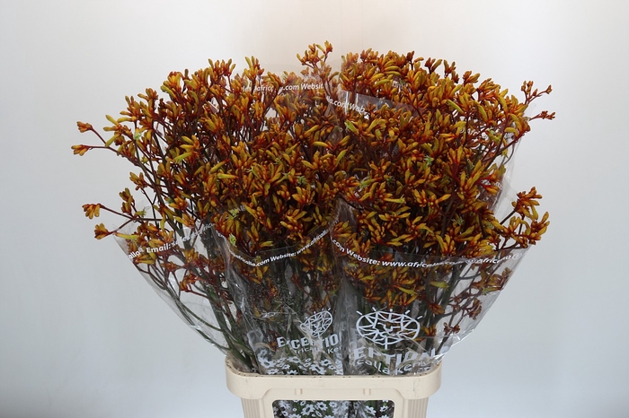 Anigozanthos Gold Fever