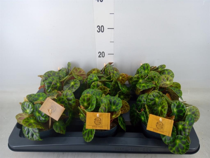 <h4>Begonia BD   ...</h4>