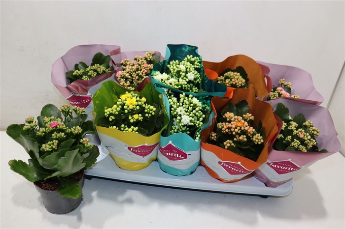 <h4>arr8 Kalanchoe Double Deluxe Mix</h4>