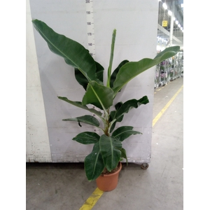 Musa   ...