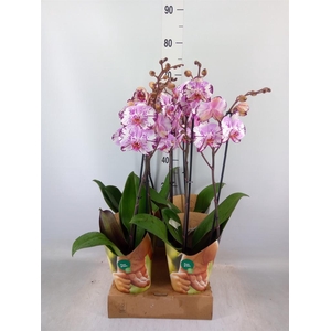 Phalaenopsis  'FC Magic Art'