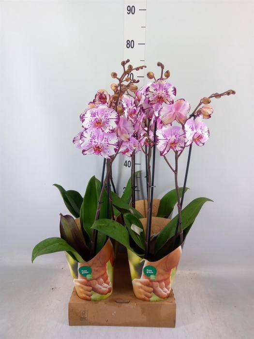 <h4>Phalaenopsis  'FC Magic Art'</h4>