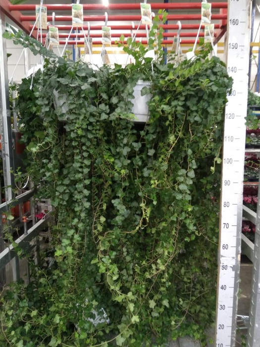 <h4>Hedera helix 'Wonder'</h4>