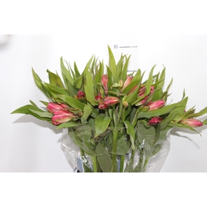 ALSTROEMERIA ALYNA 080 CM