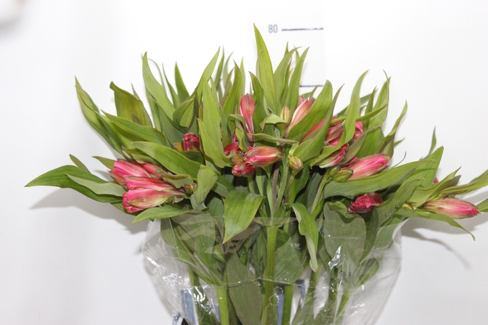 <h4>ALSTROEMERIA ALYNA 080 CM</h4>
