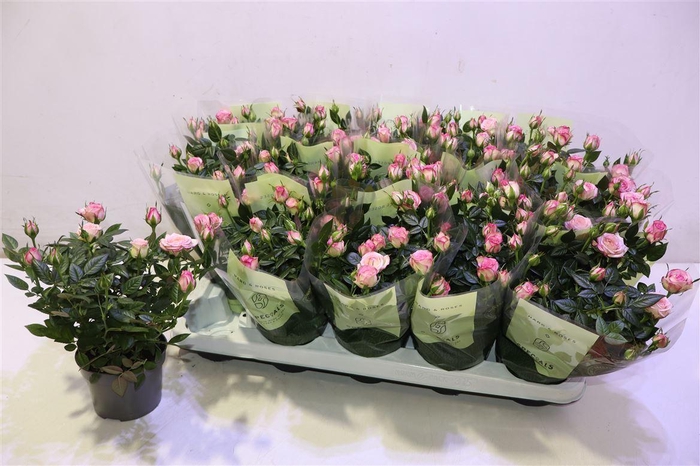 <h4>Ro Carousel Kord</h4>