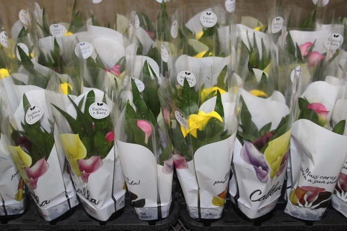 <h4>CALLA COLORIDA P14</h4>