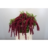 Amaranthus Caudatus Rosary