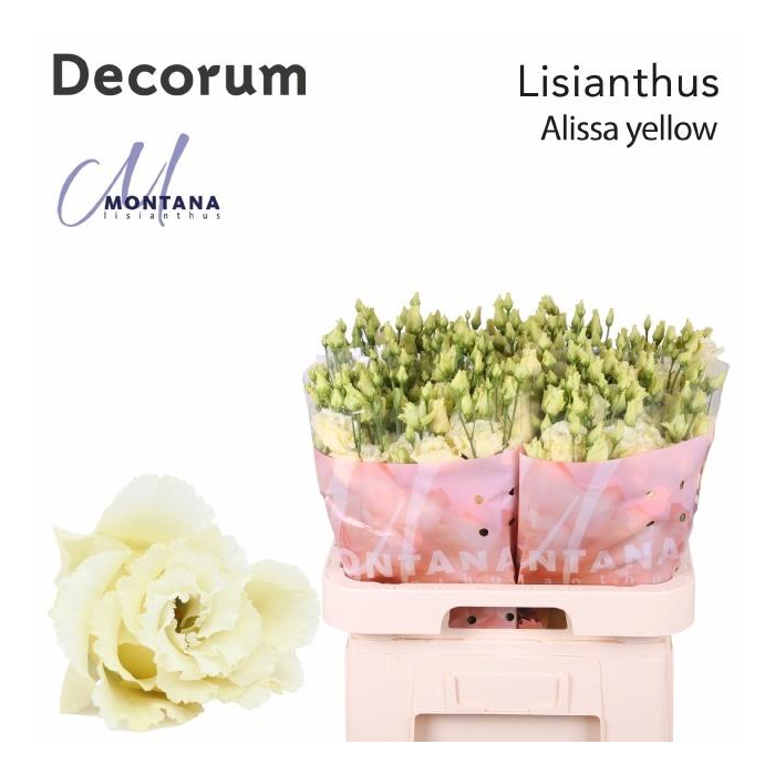 <h4>Eus G Alissa Yellow</h4>