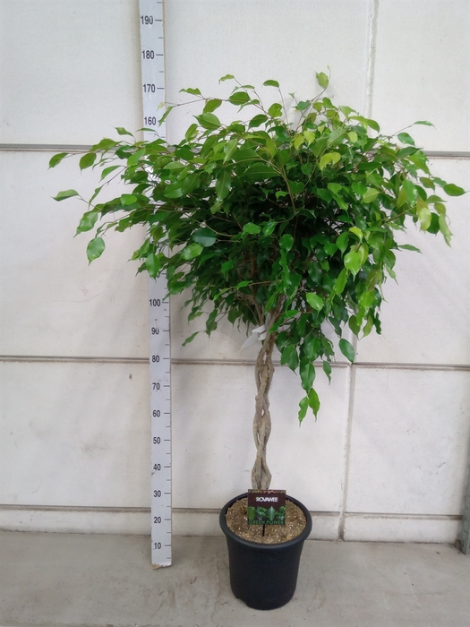 <h4>Ficus benja. 'Exotica'</h4>