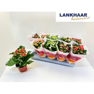 KAL GE PERF GEM 5 KL