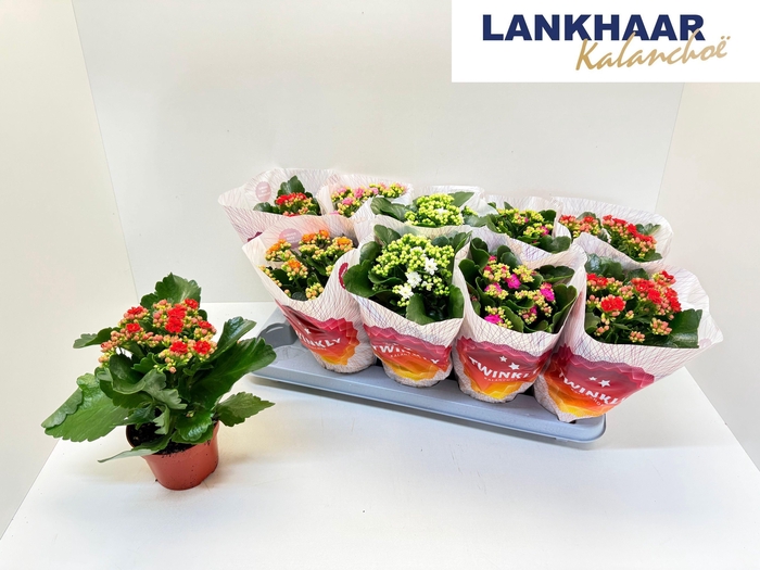 KAL GE PERF GEM 5 KL