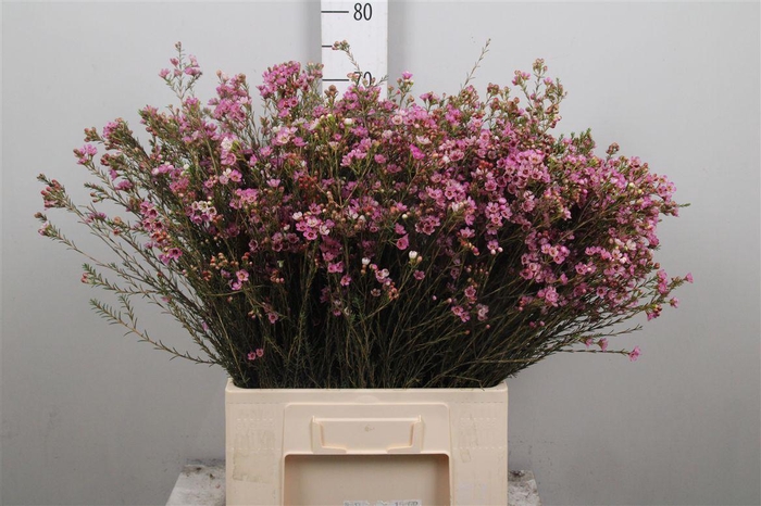 <h4>Chame Painted Lad</h4>