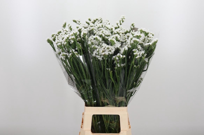 <h4>Lim S Frost Wings</h4>