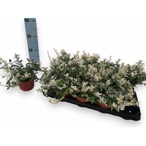 EUONYMUS FO HARLEQUI