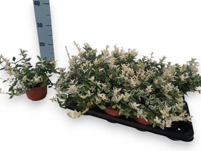 <h4>EUONYMUS FO HARLEQUI</h4>