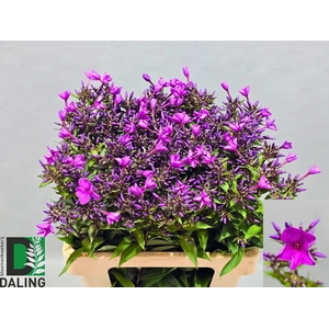 Phlox Gogo Blue Daling