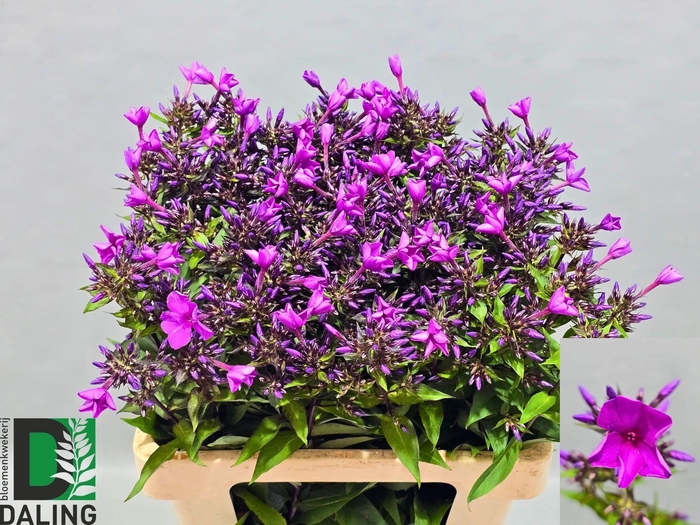 <h4>PHLOX P GOGO BLUE</h4>