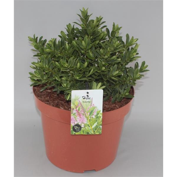 <h4>Hebe 'Mette' C10</h4>