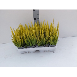 Calluna vulg. 'Skyline Miami'