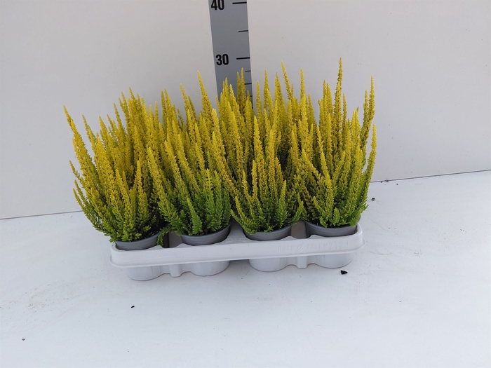 <h4>Calluna vulg. 'Skyline Miami'</h4>