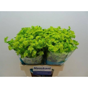 BUPLEURUM ROTUNDIFOL