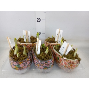 Arr.  Narcissus Tete Tete H%