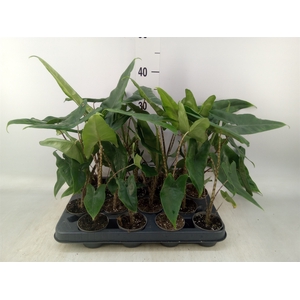 Alocasia zebrina