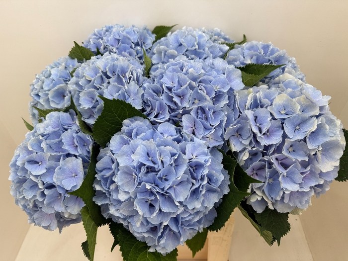 <h4>HYDR M CH VERENA BL</h4>