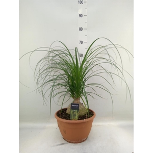 Beaucarnea recurvata