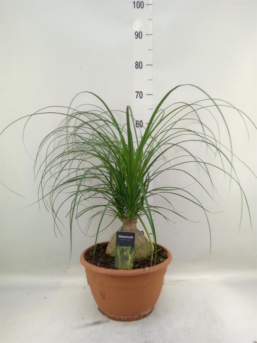 <h4>Beaucarnea recurvata</h4>