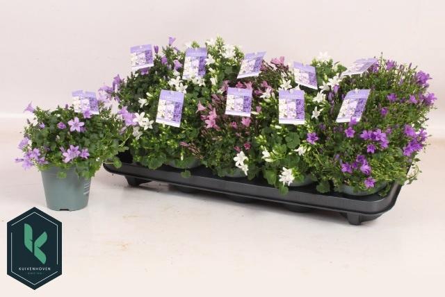 <h4>CAMP ADDENDA MIXK</h4>