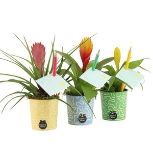 arr. Kamerplanten
