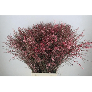 Ginster 400gr Red P Bunch