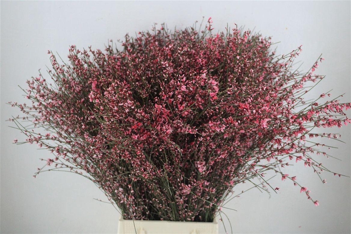 <h4>Ginster 400gr Red P Bunch</h4>