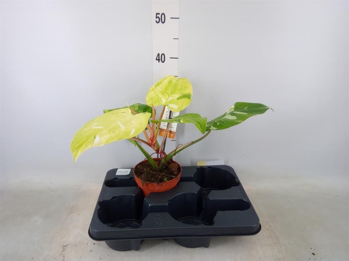 <h4>Philodendron   ...</h4>