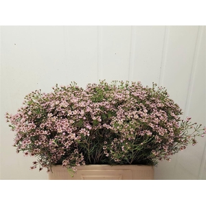 WAXFL JUPITER SOLAR 445 GR.