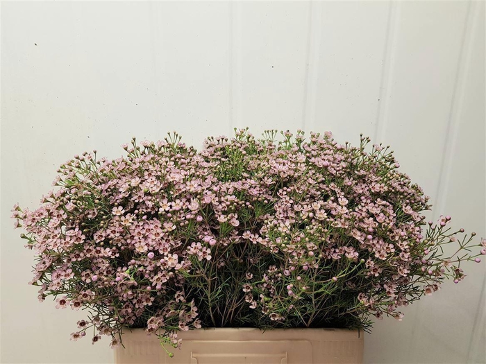 <h4>WAXFL JUPITER SOLAR 445 GR.</h4>