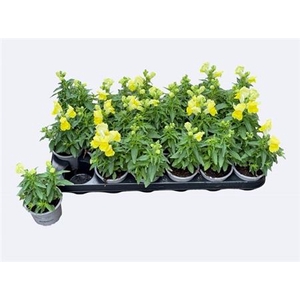 Antirrhinum majus 'Dazzling Lips Lemon'